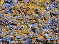 blue lichen