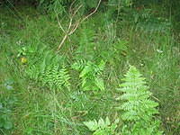 fern_in_grass_sw.JPG,plants,texture,grass,fern