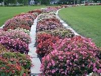 walkway in flowers