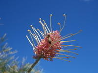 Bee on Grevillia flower





