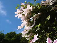 2006_0603flowers0005