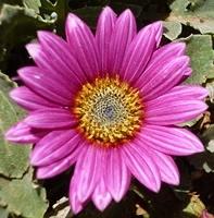 AFRICAN DAISY