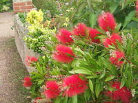 plants,flowers,bottlebrush