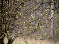 Bradford Pear Buds 1