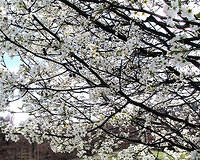 Bradford Pear Tree Blossoms 4