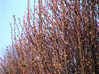 Broadford Pear buds.