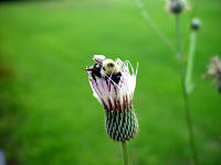 Bumble Thistle