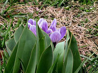 Crocus 10