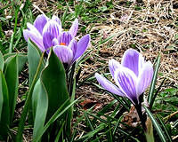 Crocus 2