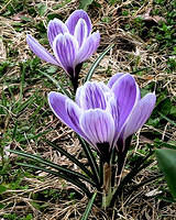 Crocus 3