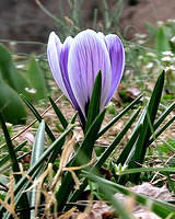 Crocus 4