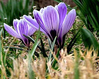 Crocus 5