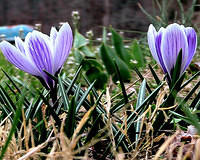 Crocus 6