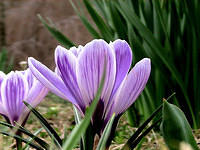 Crocus 8