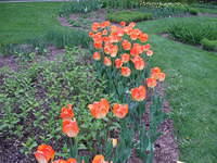 Flowers in a garden