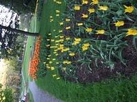 Flowers in a garden