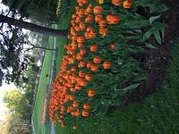 Flowers in a garden