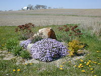 violet flowers in front of rock