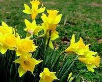 Daffodils 1