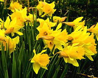 Daffodils 3