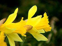 Daffodils 4