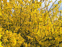 Forsythia 3