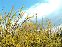 Forsythia 4