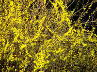 Forsythia