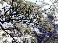 Dogwood tree in bloom