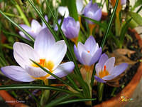 Crocus Flower blooming in Southern California