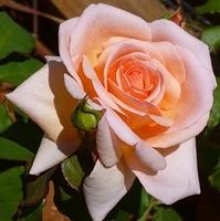 LOVELY ROSE