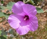 NATIVE HIBISCUS