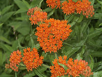 Orange Flowers