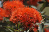 Orange Gum Nut Blooms.jpg