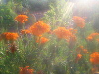 Orange (African) Marigold in sunlight