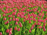 Pink tulips, Ottawa Tulip Festival