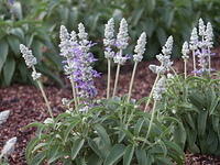 PICT0051