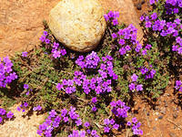 ROCKERY FLOWER