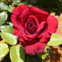 ROSE PIC