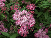 Red Flowers