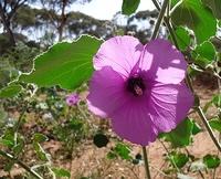 SUN BEHIND A NATIVE HIBISCUS