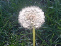 Seeding Dandelion