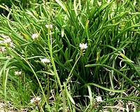 Small, White Spring flowers