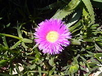 pink flower with yellow center