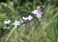 Wildflower1_Bill_Jacobus