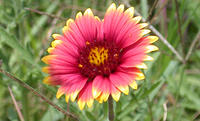 Wildflower_Bill_Jacobus