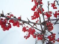 Winter Berries