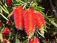 bottlebrush