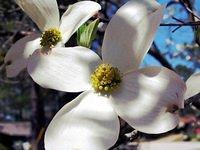 Dogwood Tree Flower in shadows