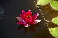 pink water lily